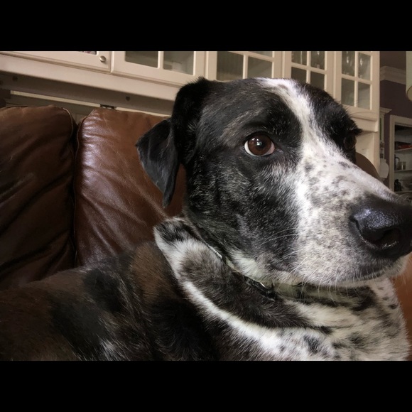 Meet your Posher, Cynthia - Picture 1 of 1